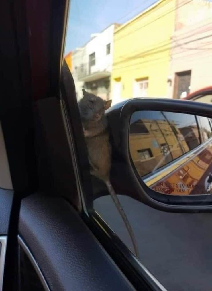 Topolino aggrappato allo specchietto dell'auto (Screen Facebook)