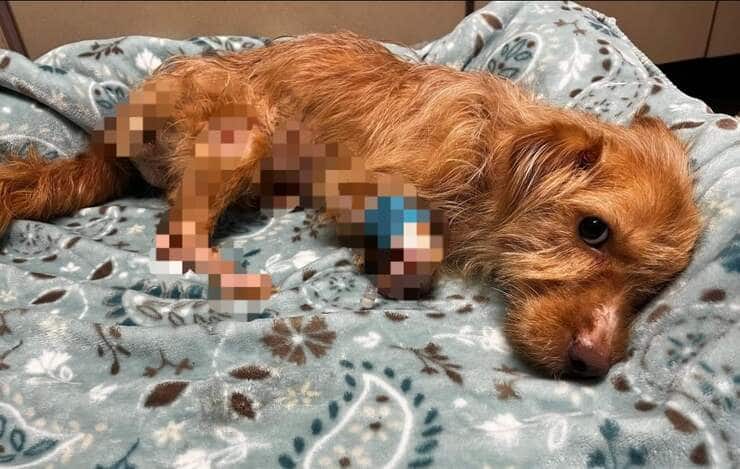 Travolta il cane dato per morto (Foto Facebook)