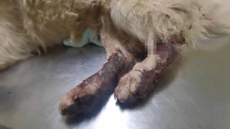 Zampette ferite della cagnolina anziana (Screen video)