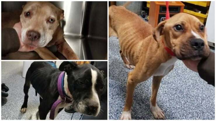 29 cani tra cui 3 cuccioli salvati da un accaparratore di animali