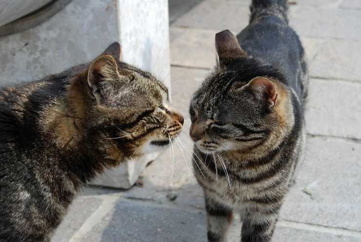 Colonie feline in Toscana