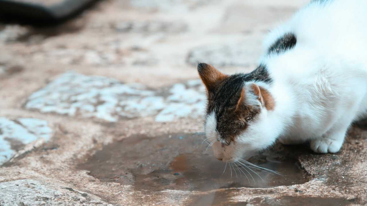 Come impedire al gatto di bere l'acqua sporca