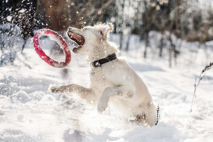 Esemplari canini amanti della neve