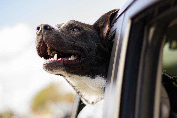 Perché il cane abbaia in auto