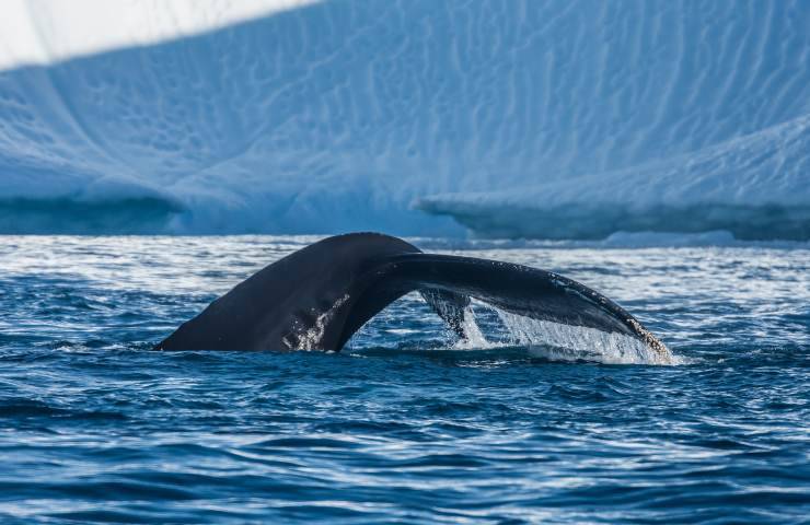 balena della groenlandia