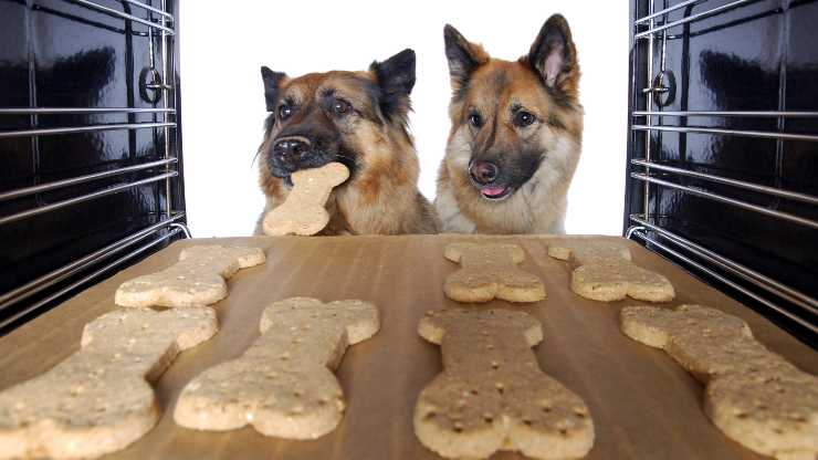 biscotti di farina di riso per cani