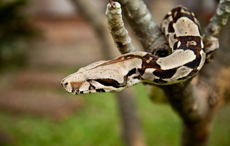 boa constrictor