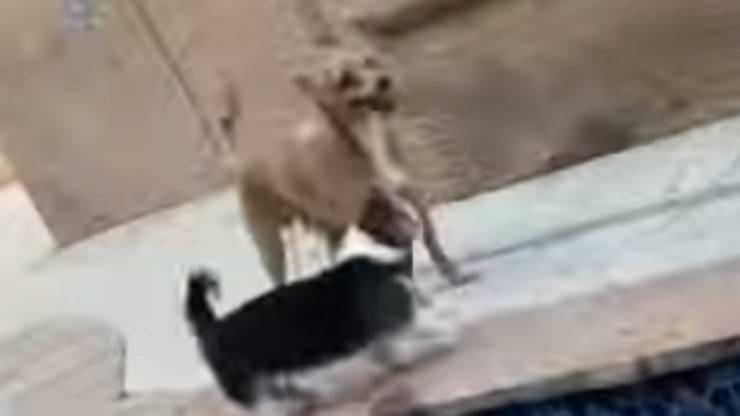 I cagnolini che giocano (Foto video)