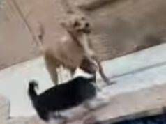 I cagnolini a bordo piscina (Foto video)