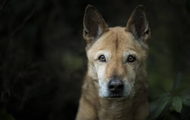 canaan dog