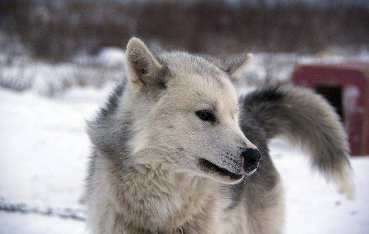 Canadian Eskimo dog