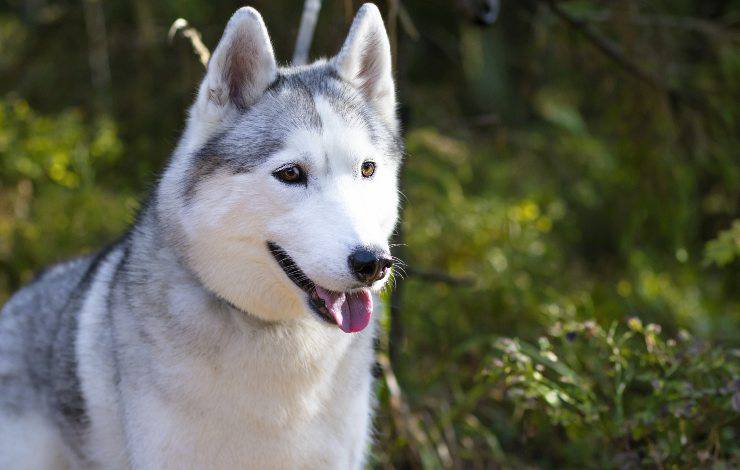 Canadian Eskimo dog