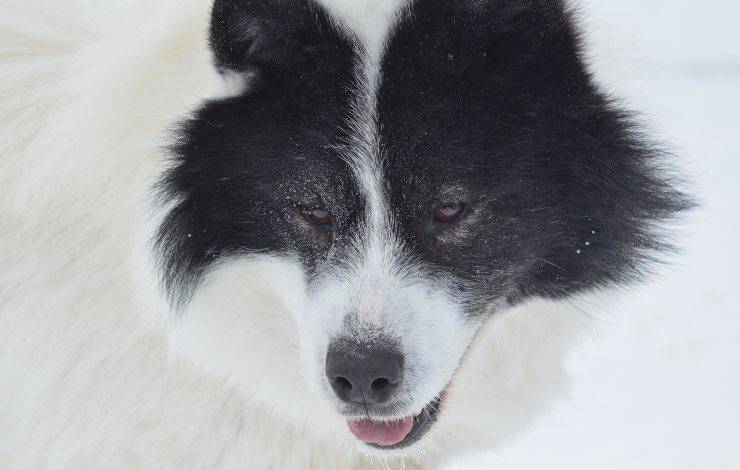 Canadian Eskimo dog