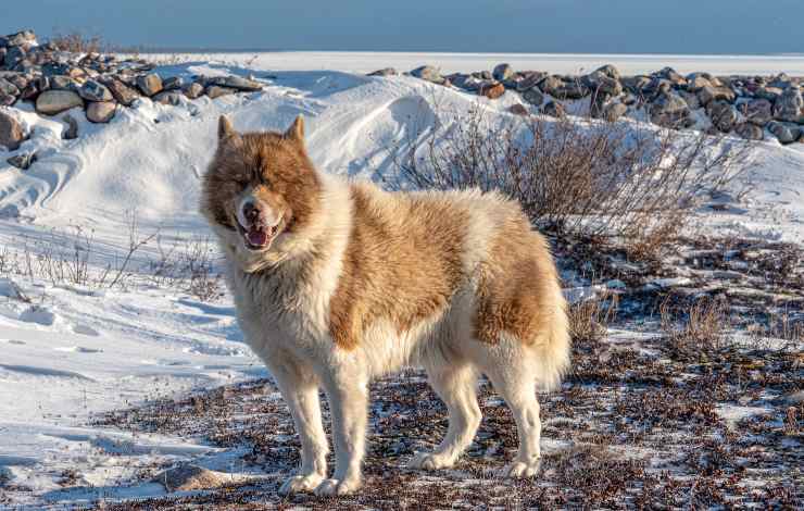 Canadian Eskimo dog