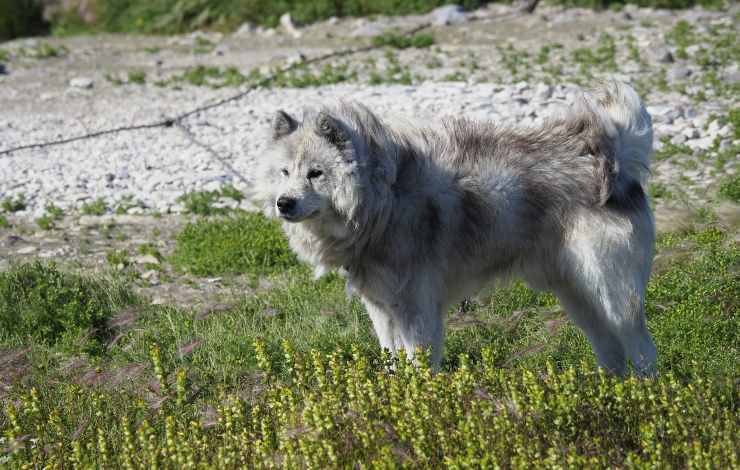 Canadian Eskimo dog