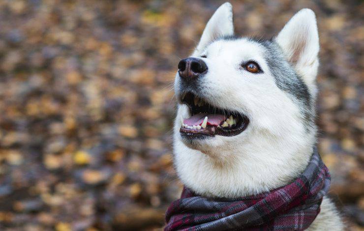 Canadian Eskimo dog