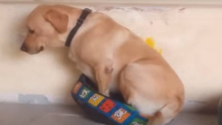 Il cane nel lettino (Foto video)