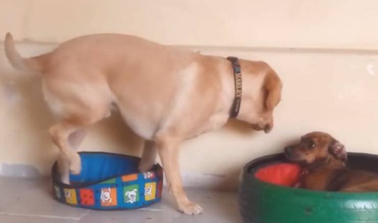 Il cane prova a sedersi (Foto video)
