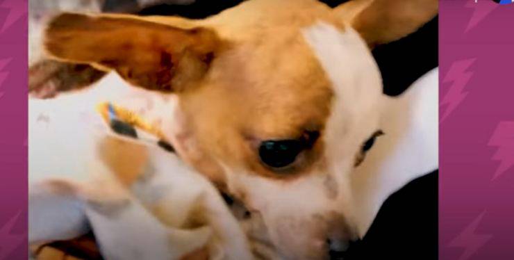 la cucciola in attesa di aiuto (Foto video)