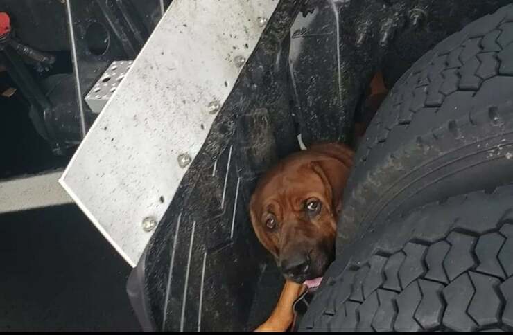 Il cane sotto il camion (Foto Facebook)