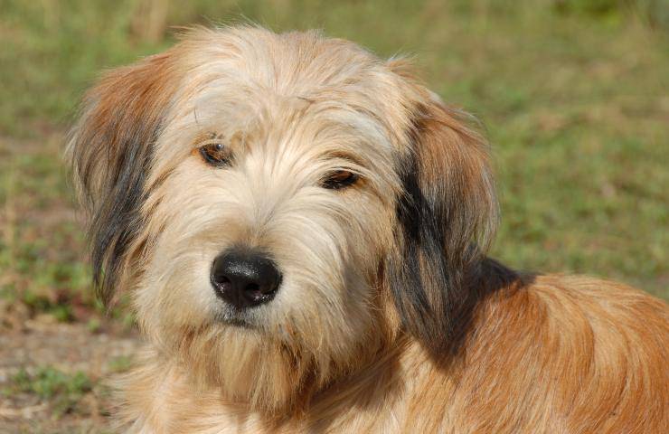 cane da pastore dei pirenei a pelo lungo