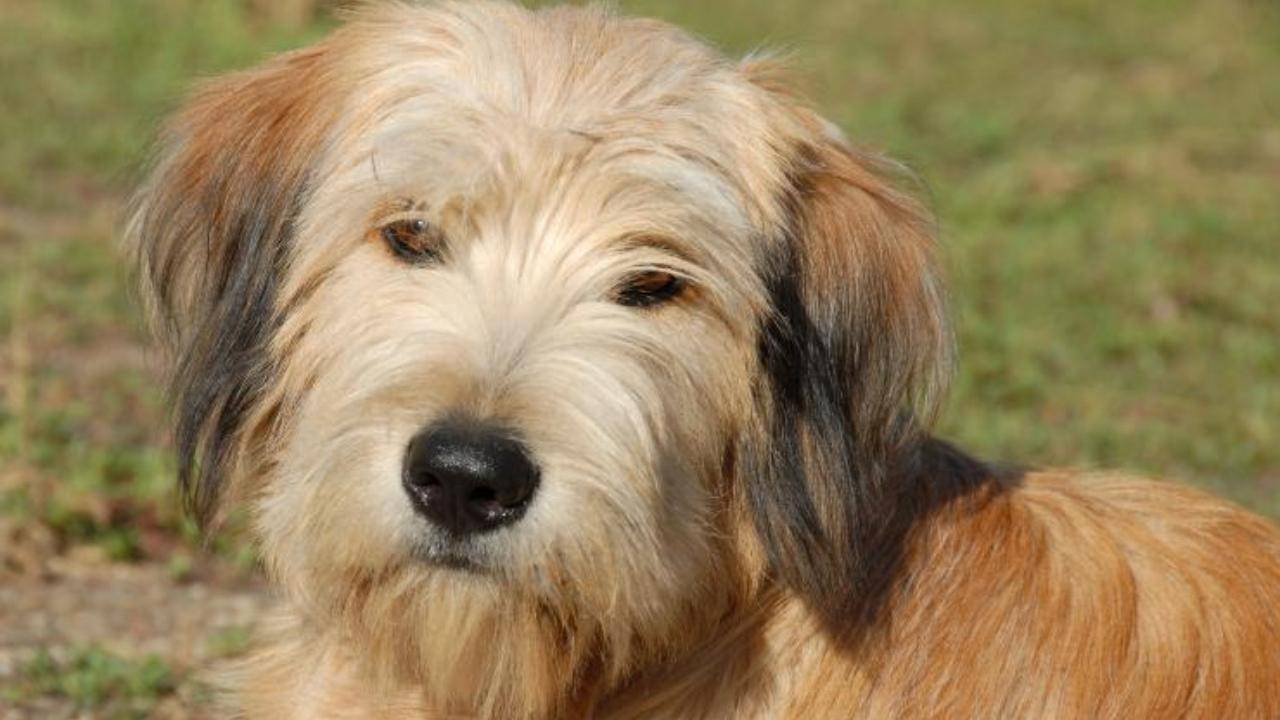 Le malattie del Cane da pastore dei Pirenei a pelo lungo Le malattie del Cane da pastore dei Pirenei a pelo lungo