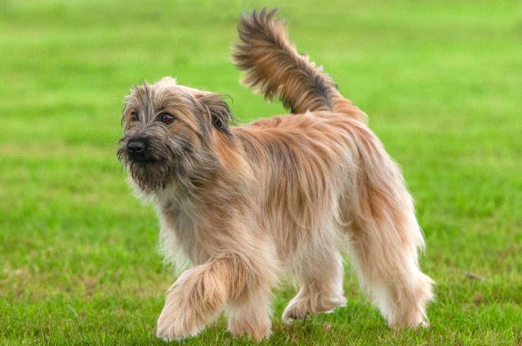 cane da pastore dei pirenei a pelo lungo