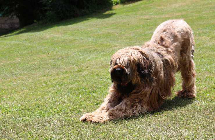 cane da pastore di brie