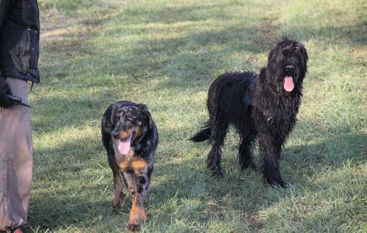 cane da pastore di brie