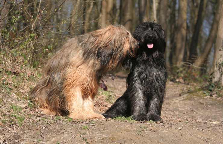 cane da pastore di brie