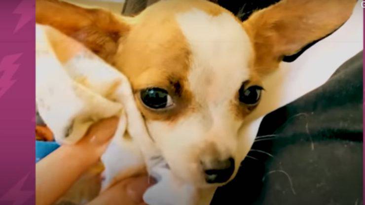 La cucciola sola (Foto video)