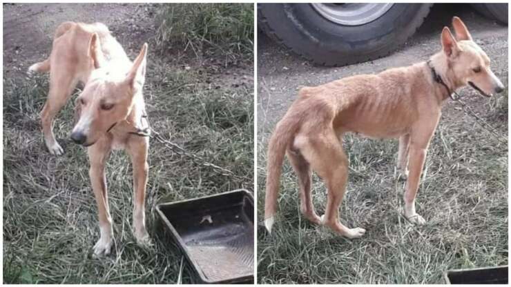 Incatenato e lasciato alle intemperie cane salvato grazie a una e-mail (Video)