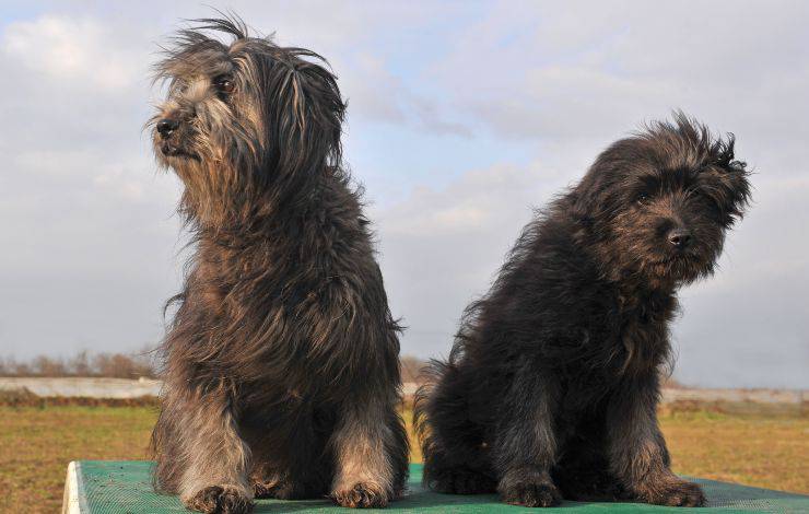 cane da pastore dei pirenei a pelo lungo 