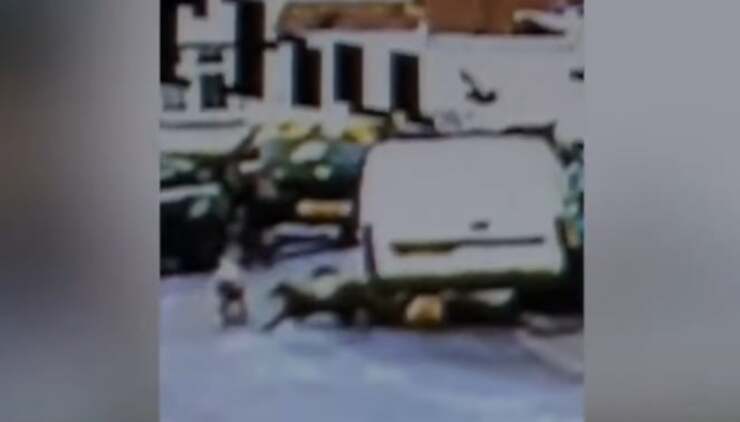 Uomo apre il furgone e scarica 7 cani abbandonandoli in strada (Screen Video)