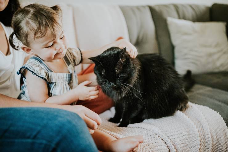 Razze di gatti che adorano la famiglia