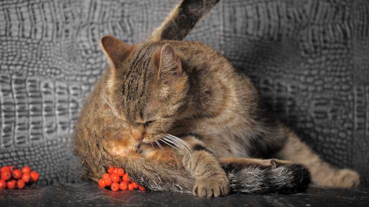 come pulire sedere del gatto