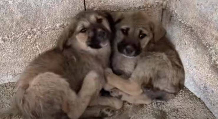 Cuccioli impauriti e indifesi (Foto video)