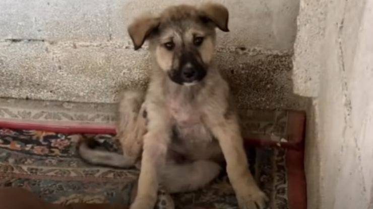 Uno dei cani abbandonati dal padrone (Foto video)