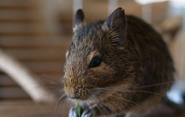 degu