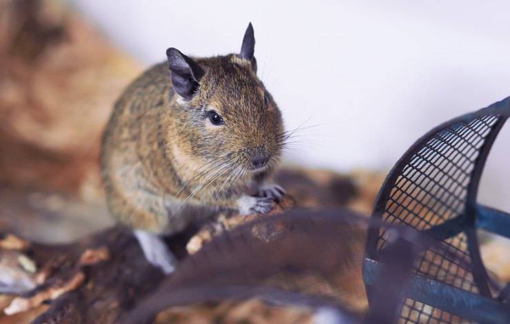 degu