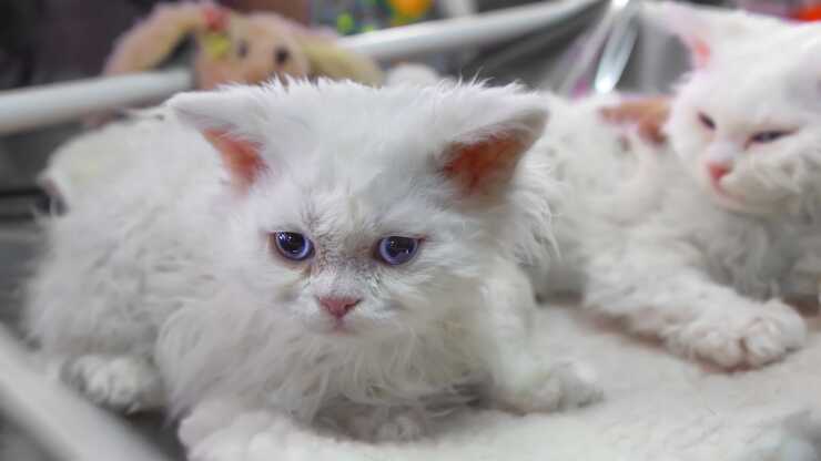 devon-rex-german-differenza-(1)_optimized