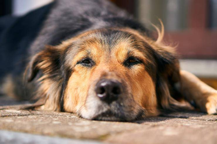 Il cane e la patologia