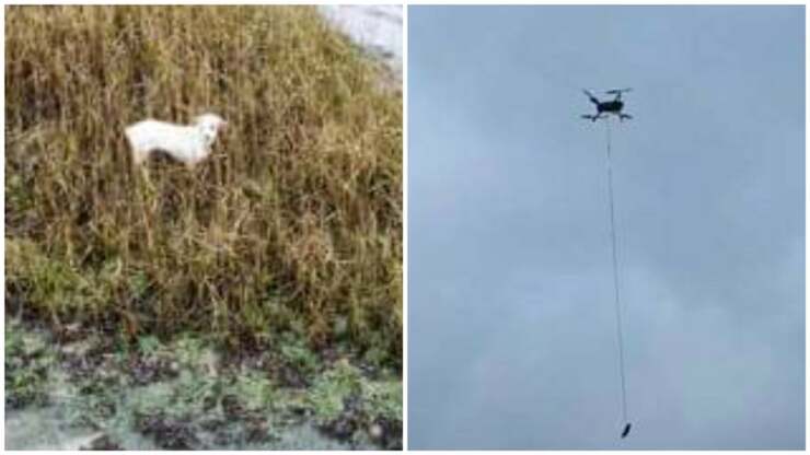 Attaccano una salciccia al drone per portare il cane a casa (Foto Facebook)