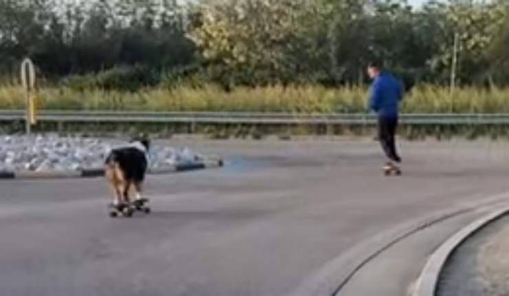 cane e padrone che si divertono (Foto video)
