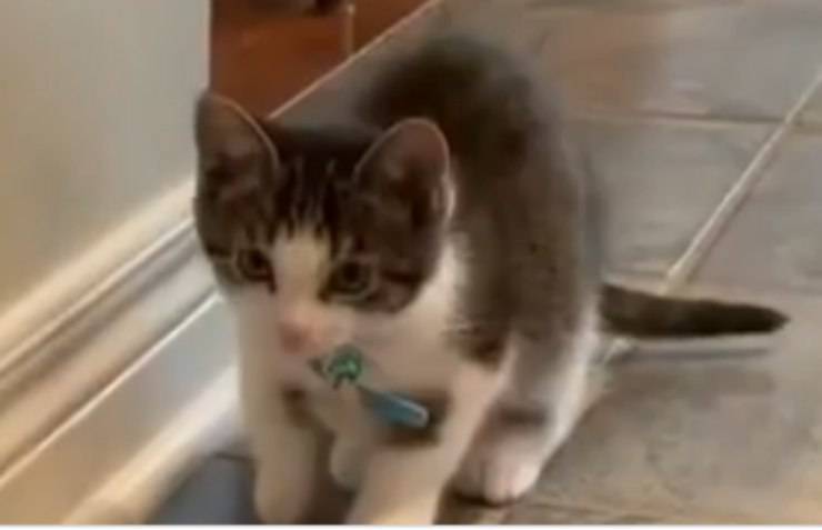 gattino pronto per saltare (Foto video)