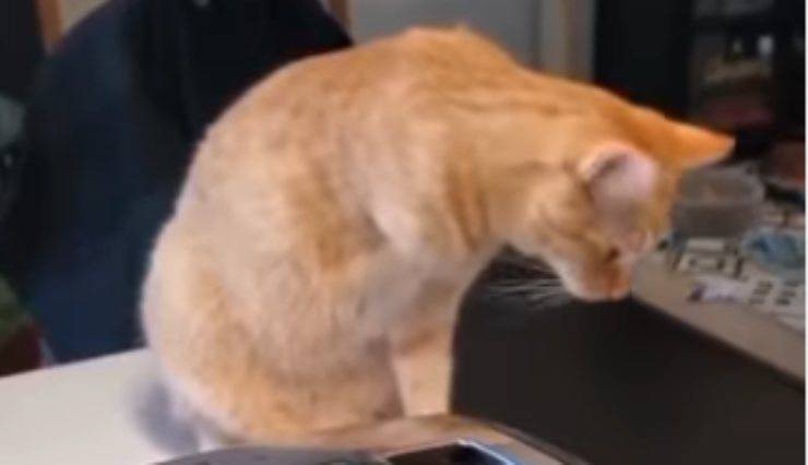 Il gatto fifone (Foto video)