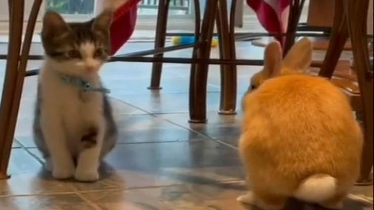 Gatto guarda l'amico coniglio (Foto video)