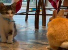 gatto e coniglio (Foto video)