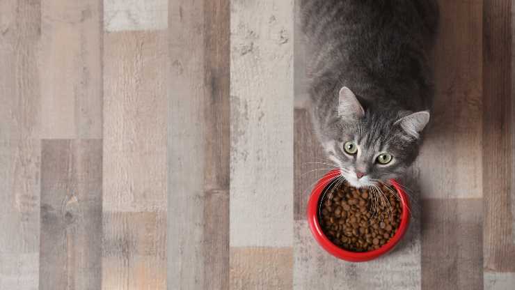 gatto non mangia da solo