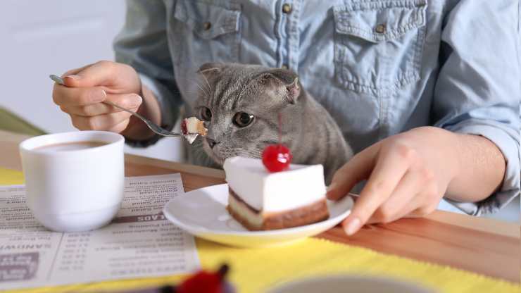 gatto può mangiare cheesecake